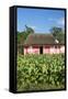 Tobacco Plantation, Pinar Del Rio Province, Cuba-Jon Arnold-Framed Stretched Canvas