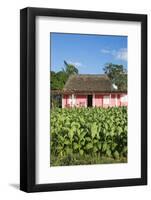 Tobacco Plantation, Pinar Del Rio Province, Cuba-Jon Arnold-Framed Photographic Print