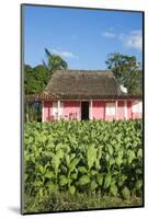 Tobacco Plantation, Pinar Del Rio Province, Cuba-Jon Arnold-Mounted Photographic Print