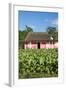 Tobacco Plantation, Pinar Del Rio Province, Cuba-Jon Arnold-Framed Photographic Print