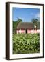 Tobacco Plantation, Pinar Del Rio Province, Cuba-Jon Arnold-Framed Photographic Print