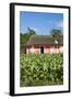 Tobacco Plantation, Pinar Del Rio Province, Cuba-Jon Arnold-Framed Photographic Print