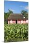 Tobacco Plantation, Pinar Del Rio Province, Cuba-Jon Arnold-Mounted Photographic Print