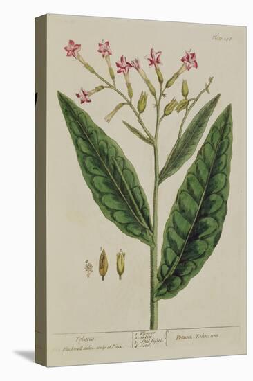 Tobacco, Plate 146 from 'A Curious Herbal', Published 1782 (Colour Engraving)-Elizabeth Blackwell-Stretched Canvas