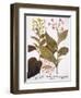 Tobacco Rustica, 1613-Besler Basilius-Framed Giclee Print