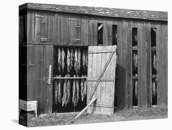 Tobacco Shed-John Collier-Stretched Canvas