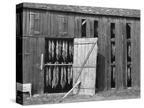 Tobacco Shed-John Collier-Stretched Canvas