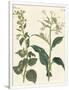 Gramercy White