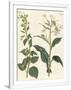 Gramercy White