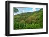Tobago, Main Ridge Reserve. Jungle landscape on island.-Jaynes Gallery-Framed Photographic Print