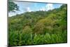 Tobago, Main Ridge Reserve. Jungle landscape on island.-Jaynes Gallery-Mounted Photographic Print