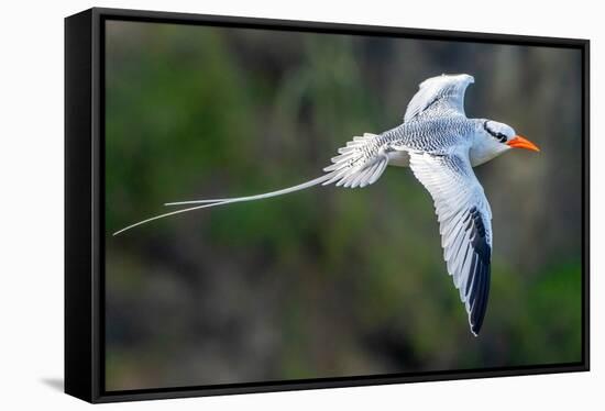 Tobago. Red-billed tropicbird in flight.-Jaynes Gallery-Framed Stretched Canvas