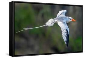 Tobago. Red-billed tropicbird in flight.-Jaynes Gallery-Framed Stretched Canvas