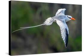 Tobago. Red-billed tropicbird in flight.-Jaynes Gallery-Stretched Canvas