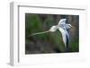 Tobago. Red-billed tropicbird in flight.-Jaynes Gallery-Framed Photographic Print