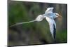 Tobago. Red-billed tropicbird in flight.-Jaynes Gallery-Mounted Photographic Print