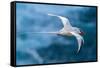 Tobago. Red-billed tropicbird in flight.-Jaynes Gallery-Framed Stretched Canvas