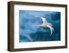 Tobago. Red-billed tropicbird in flight.-Jaynes Gallery-Framed Photographic Print