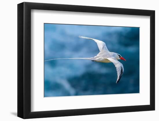 Tobago. Red-billed tropicbird in flight.-Jaynes Gallery-Framed Photographic Print