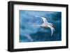 Tobago. Red-billed tropicbird in flight.-Jaynes Gallery-Framed Photographic Print