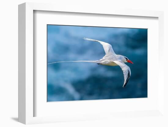 Tobago. Red-billed tropicbird in flight.-Jaynes Gallery-Framed Photographic Print