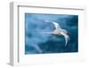 Tobago. Red-billed tropicbird in flight.-Jaynes Gallery-Framed Photographic Print