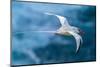 Tobago. Red-billed tropicbird in flight.-Jaynes Gallery-Mounted Photographic Print