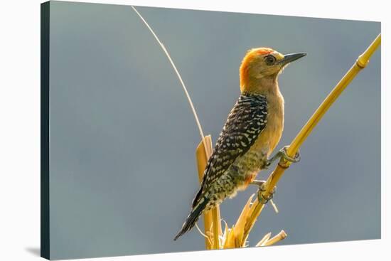 Tobago. Red-crowned woodpecker on limb.-Jaynes Gallery-Stretched Canvas