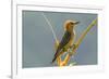 Tobago. Red-crowned woodpecker on limb.-Jaynes Gallery-Framed Photographic Print