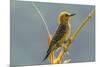 Tobago. Red-crowned woodpecker on limb.-Jaynes Gallery-Mounted Photographic Print