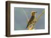 Tobago. Red-crowned woodpecker on limb.-Jaynes Gallery-Framed Photographic Print
