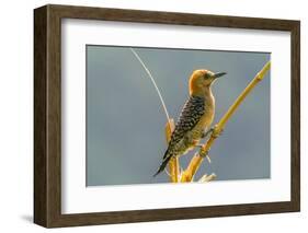 Tobago. Red-crowned woodpecker on limb.-Jaynes Gallery-Framed Photographic Print