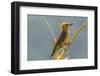 Tobago. Red-crowned woodpecker on limb.-Jaynes Gallery-Framed Photographic Print