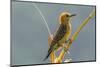 Tobago. Red-crowned woodpecker on limb.-Jaynes Gallery-Mounted Photographic Print