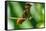 Tobago. Ruby topaz hummingbird on limb.-Jaynes Gallery-Framed Stretched Canvas