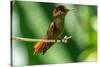 Tobago. Ruby topaz hummingbird on limb.-Jaynes Gallery-Stretched Canvas