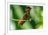 Tobago. Ruby topaz hummingbird on limb.-Jaynes Gallery-Framed Photographic Print