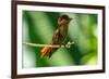 Tobago. Ruby topaz hummingbird on limb.-Jaynes Gallery-Framed Photographic Print