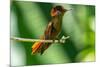 Tobago. Ruby topaz hummingbird on limb.-Jaynes Gallery-Mounted Photographic Print