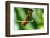 Tobago. Ruby topaz hummingbird on limb.-Jaynes Gallery-Framed Photographic Print