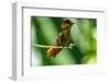 Tobago. Ruby topaz hummingbird on limb.-Jaynes Gallery-Framed Photographic Print