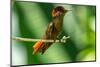 Tobago. Ruby topaz hummingbird on limb.-Jaynes Gallery-Mounted Photographic Print