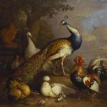 A Peacock, a Peahen and Poultry in a Landscape-Tobias Stranover-Framed Giclee Print