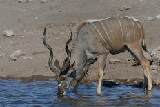 Watering Time in Nature Reserve-Tobie Oosthuizen-Photographic Print