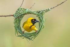 Watering Time in Nature Reserve-Tobie Oosthuizen-Photographic Print