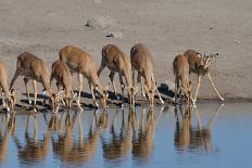 Zebra Walking in Grass Plains in Etosha-Tobie Oosthuizen-Photographic Print