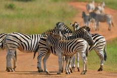 Zebra Walking in Grass Plains in Etosha-Tobie Oosthuizen-Photographic Print