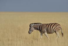 Zebra Walking in Grass Plains in Etosha-Tobie Oosthuizen-Photographic Print