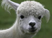 Zephyr Moon, a 2-Year-Old Alpaca, at the Vermont Farm Show in Barre, Vermont, January 23, 2007-Toby Talbot-Mounted Photographic Print