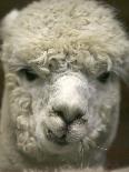 Zephyr Moon, a 2-Year-Old Alpaca, at the Vermont Farm Show in Barre, Vermont, January 23, 2007-Toby Talbot-Mounted Photographic Print